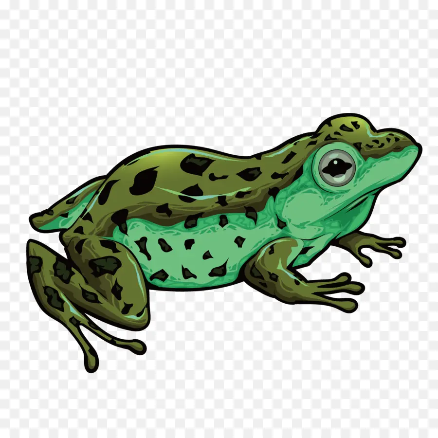 жаба，правда лягушка PNG