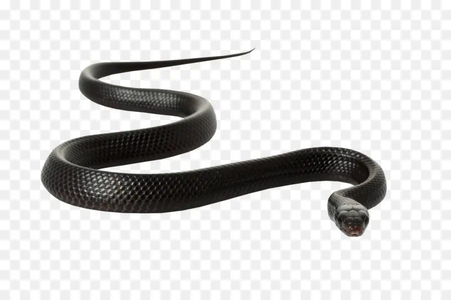 змея，черная крыса змея PNG