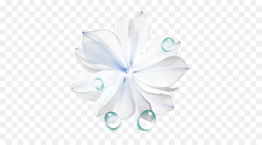 жидкость，цветок PNG