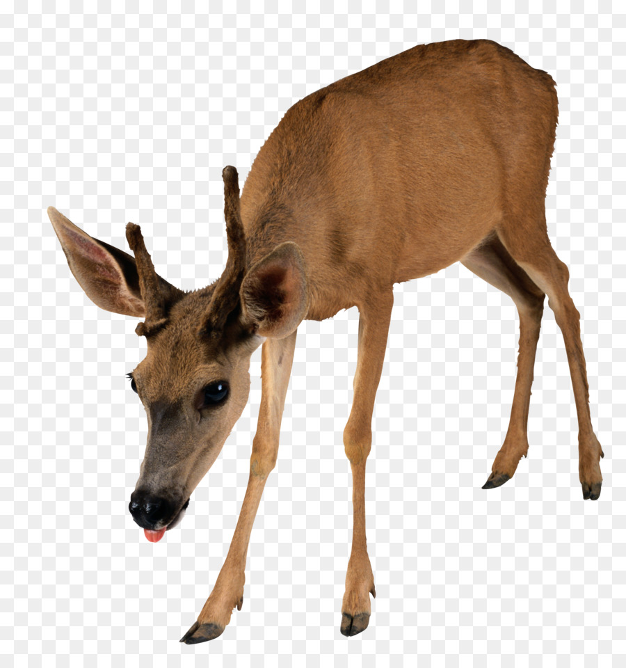 Moose，Reindeer PNG