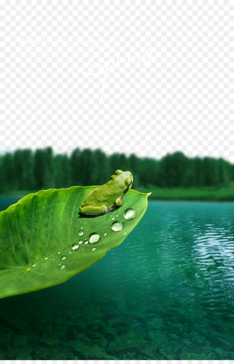 лягушка，пейзаж PNG