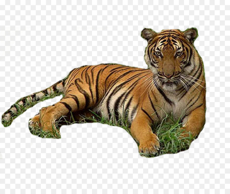 тигр，кот оборотень PNG