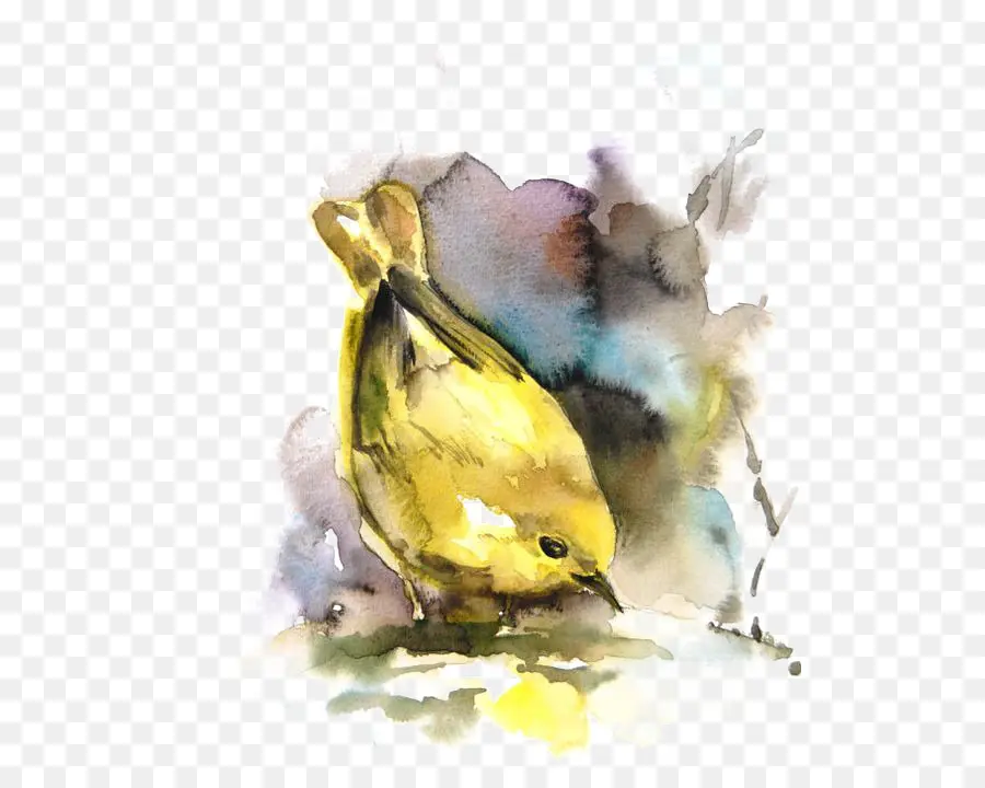 птица，акварельная живопись PNG