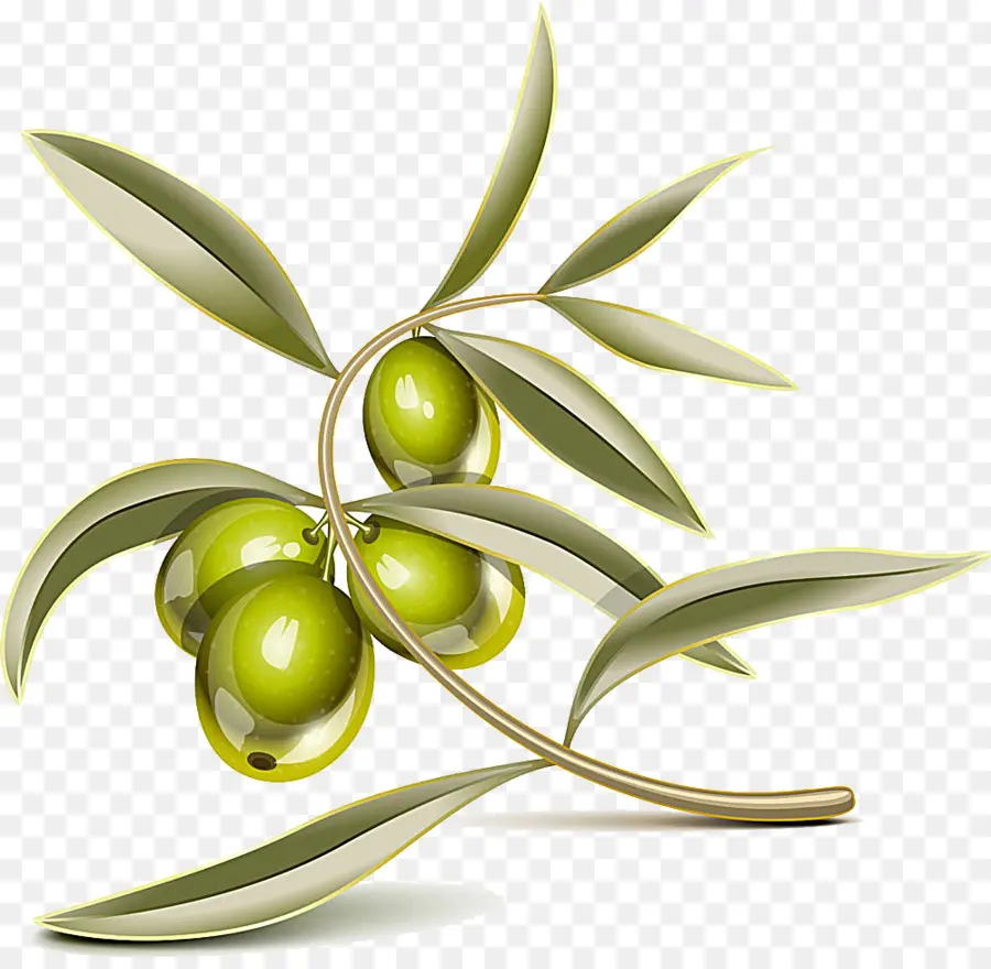 оливковое，оливковых листьев PNG