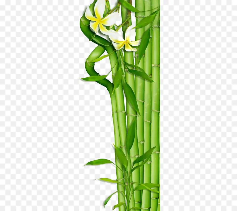 бамбук，цветок PNG