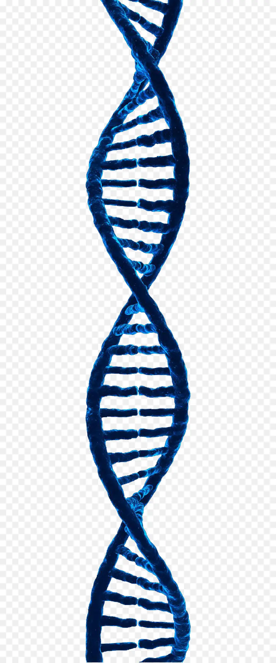 ДНК，3d визуализация PNG