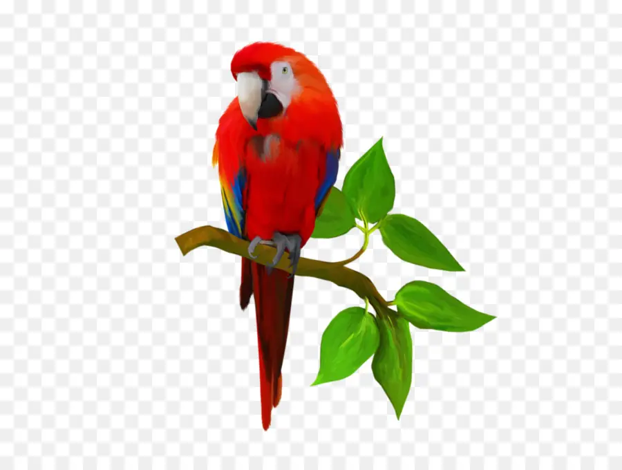 попугай，Ара PNG