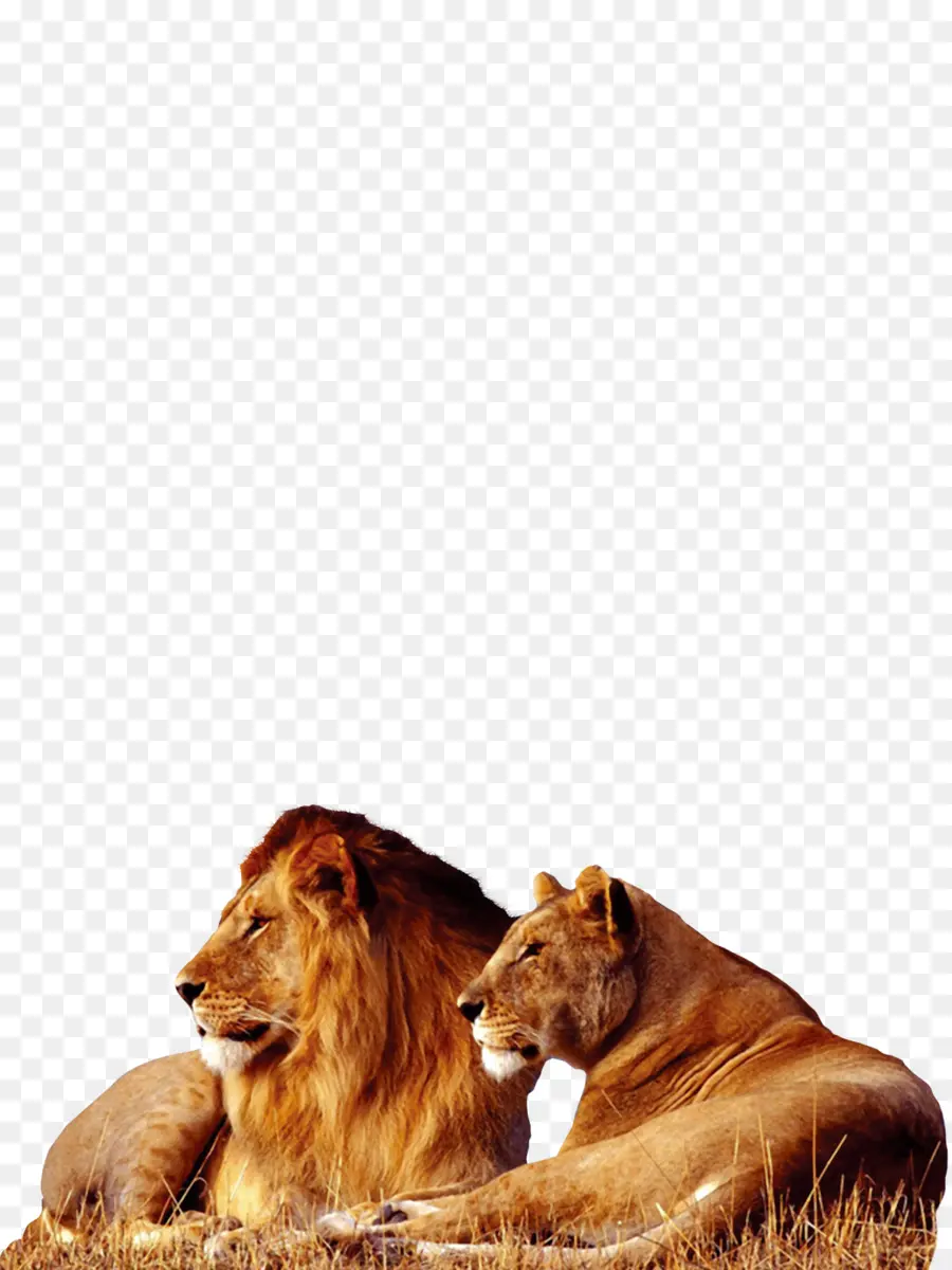 Лев，тигр PNG