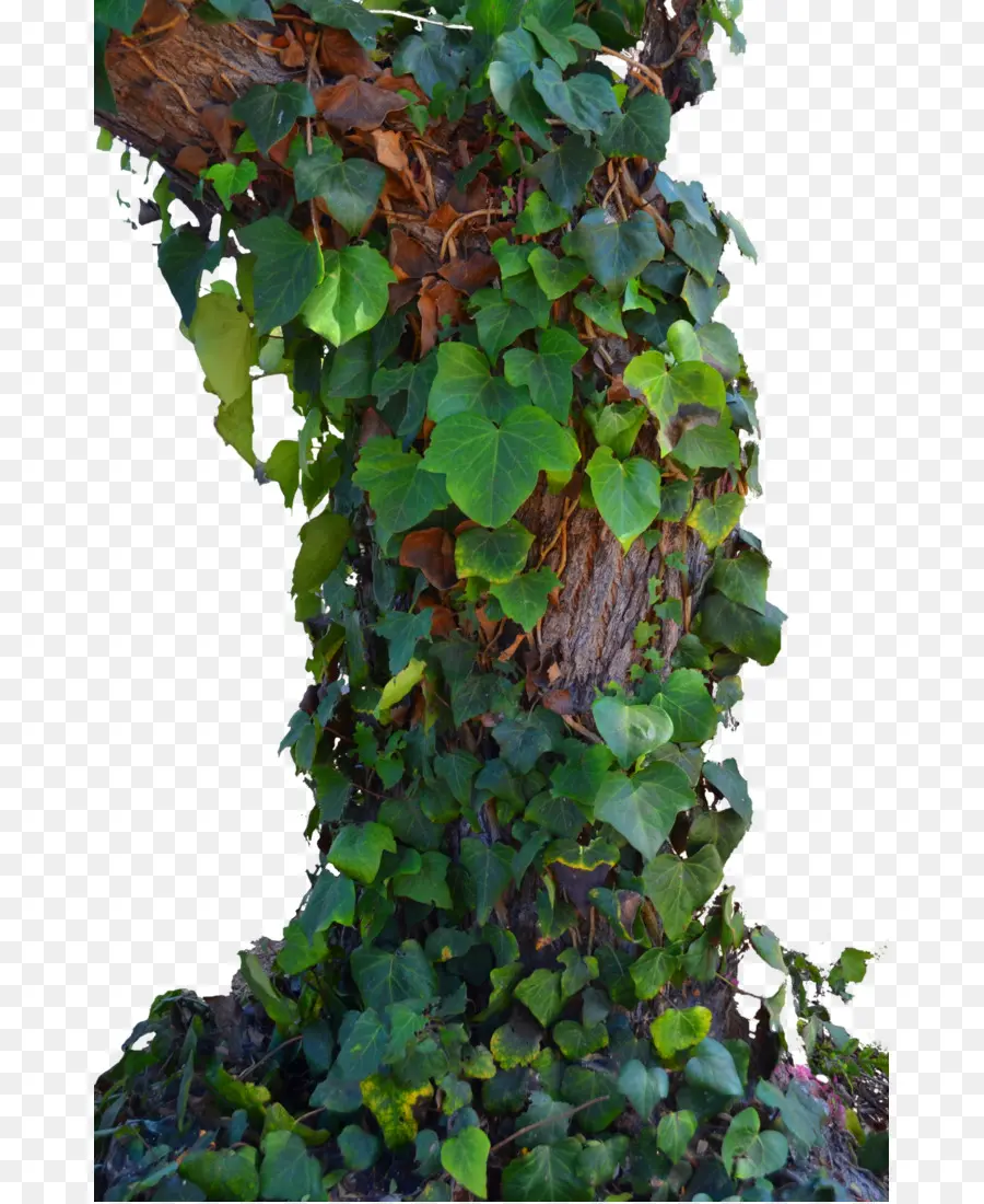 дерево，девичий виноград Tricuspidata PNG