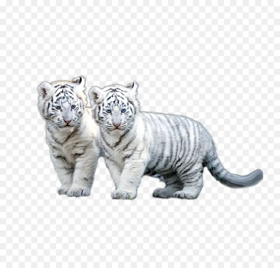 Белый тигр，Сибирский тигр PNG
