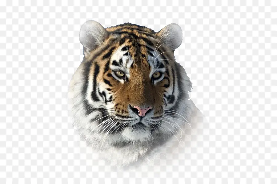 Южно китайского тигра，Сибирский тигр PNG