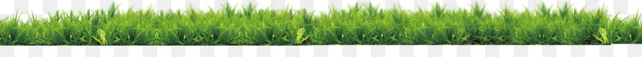 травы，зеленый PNG