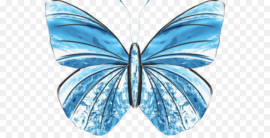 бабочка，синий PNG