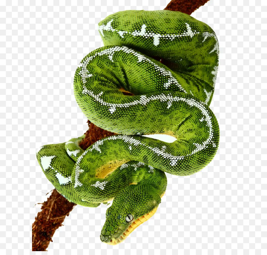 змея，изумрудные дерево боа PNG