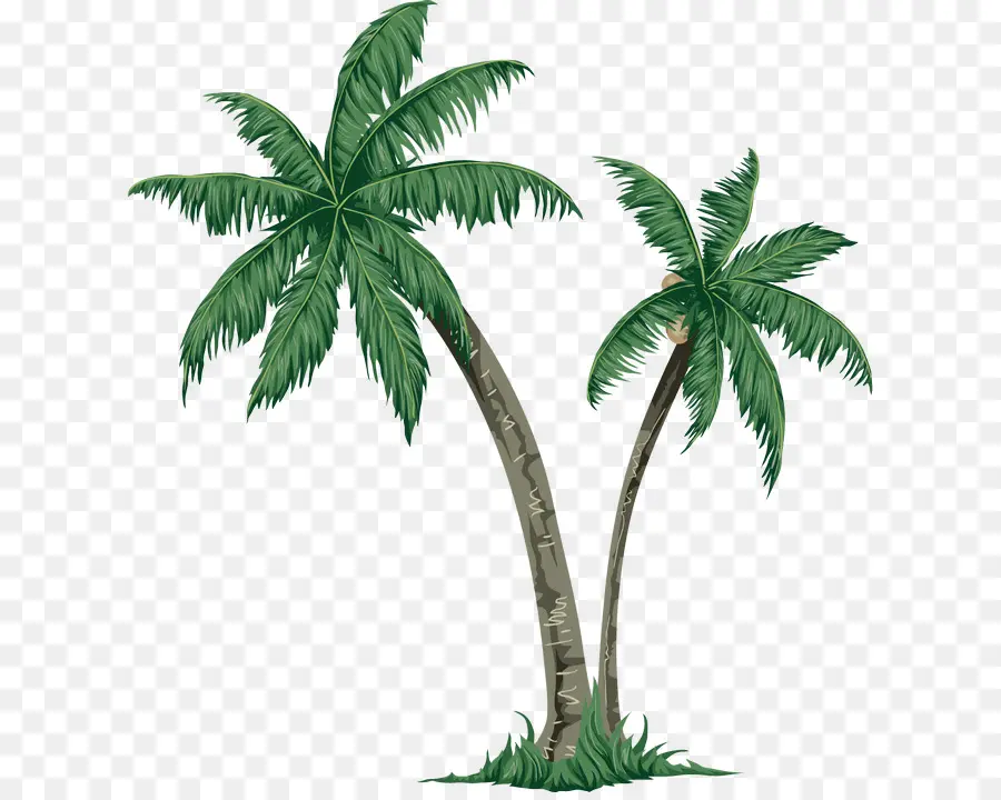 Arecaceae，дерево PNG