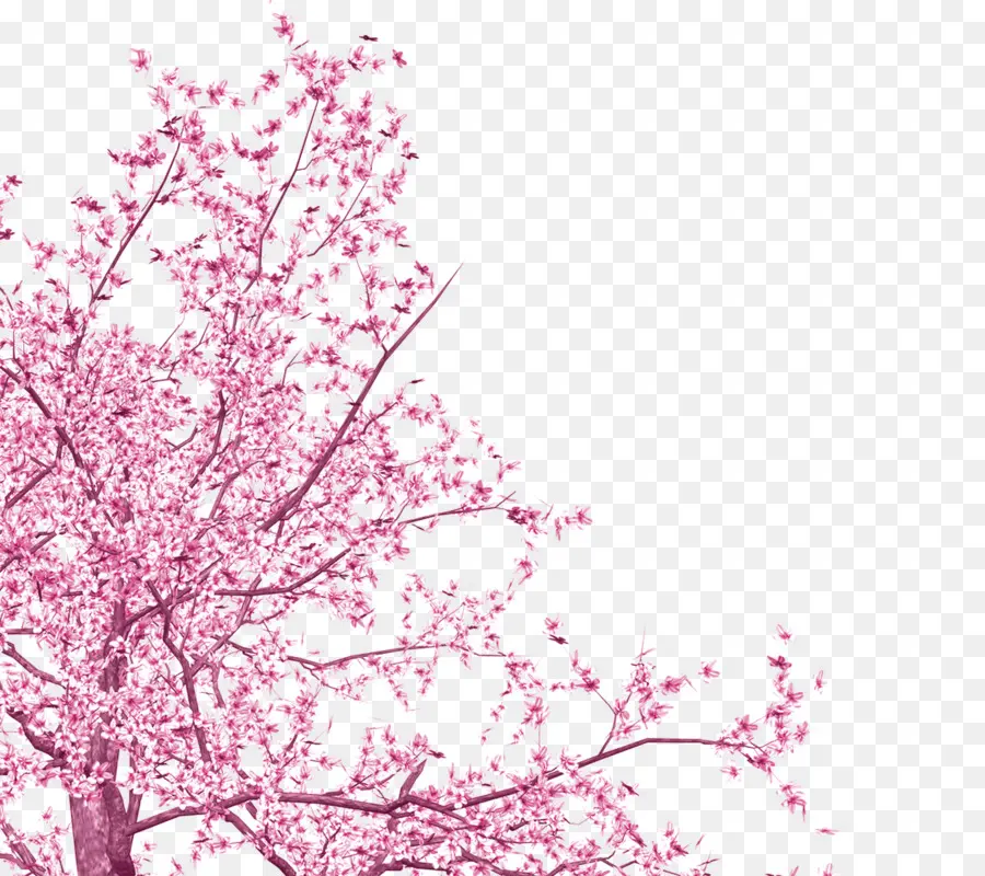 национальный фестиваль цветения сакуры，вишни PNG