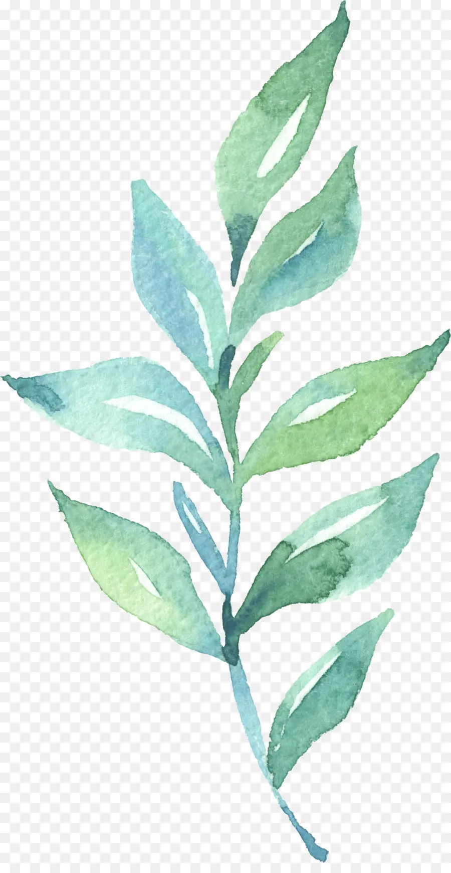 лист，акварельная живопись PNG