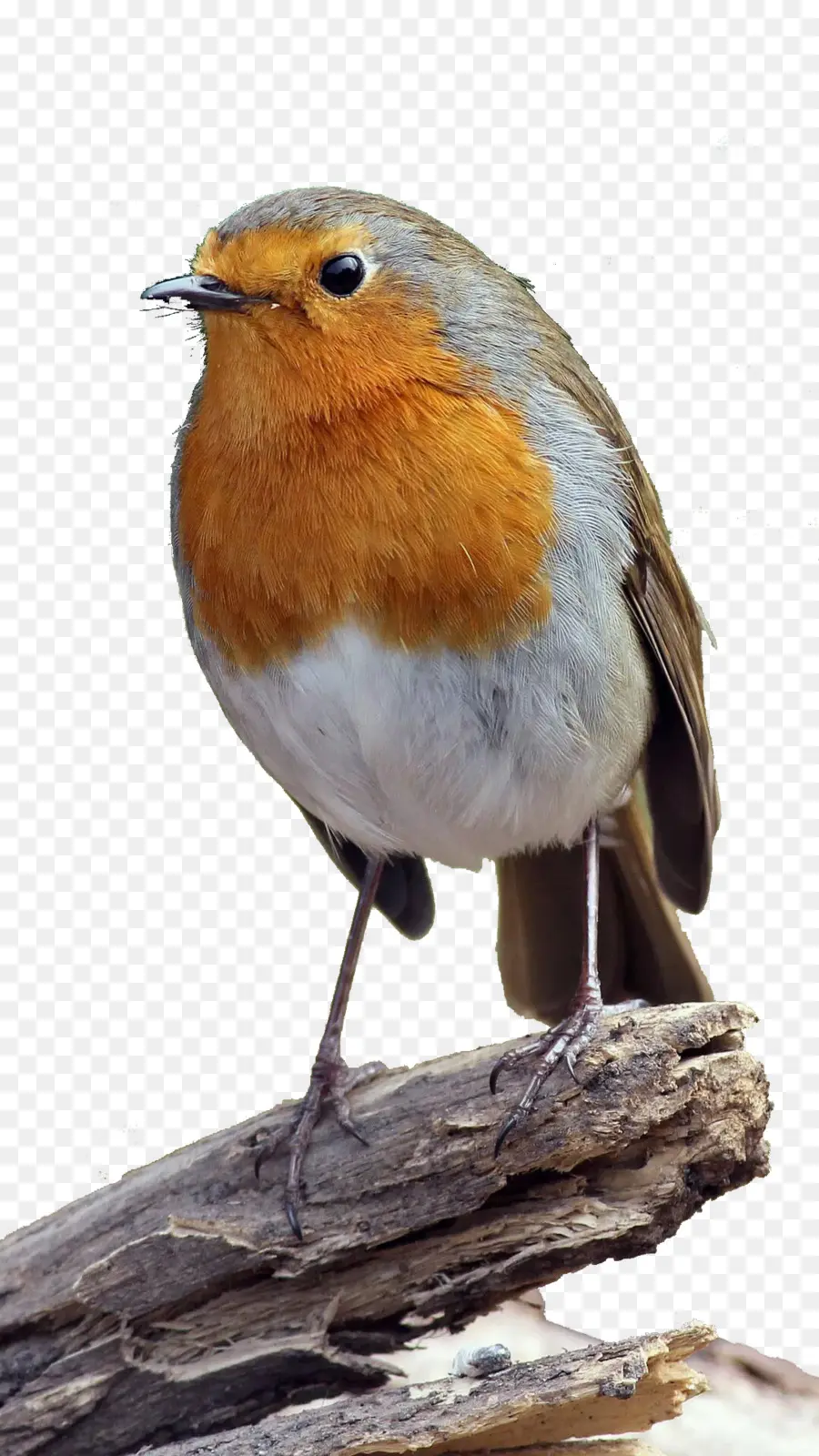 зарянка，птица PNG