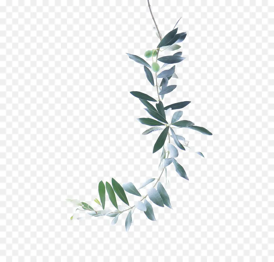 акварельная живопись，оливковая ветвь PNG
