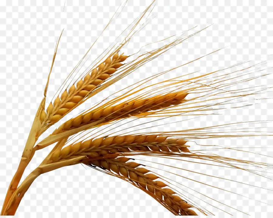 пшеницы，озимой пшеницы PNG