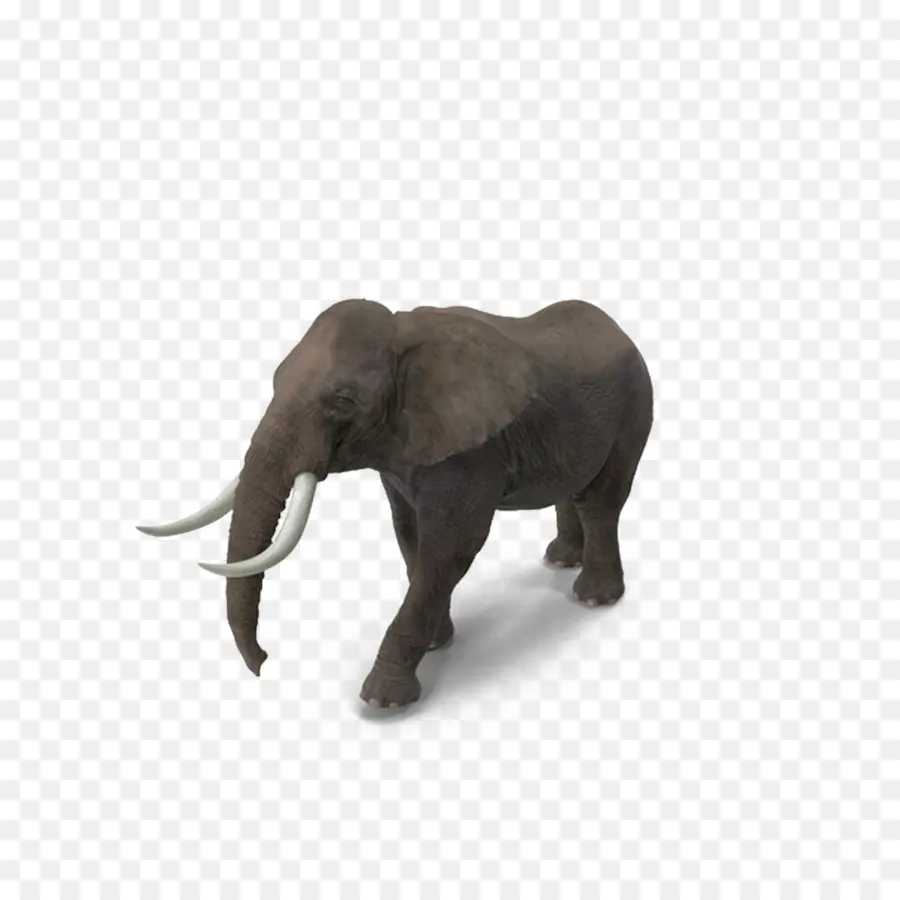 индийский слон，Индия PNG