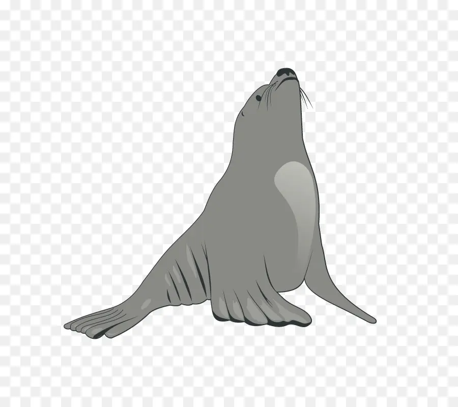 настоящие тюлени，морской Лев PNG