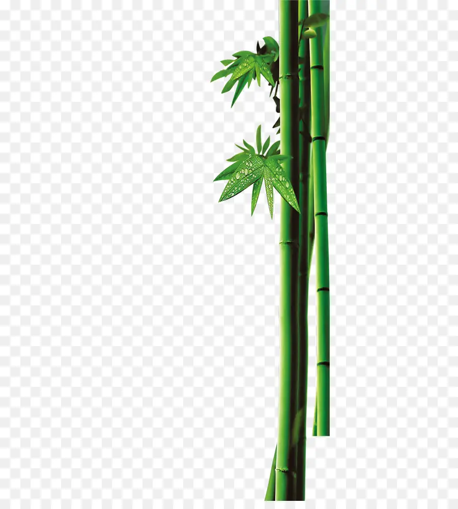 бамбук，зеленый PNG