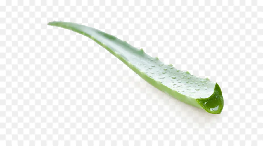 алоэ вера，Aloe Arborescens PNG
