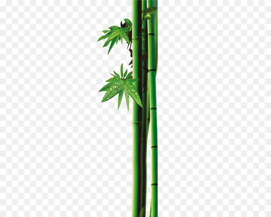 лист，бамбук PNG