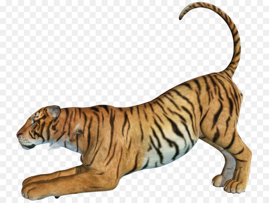 бенгальский тигр，бенгал PNG