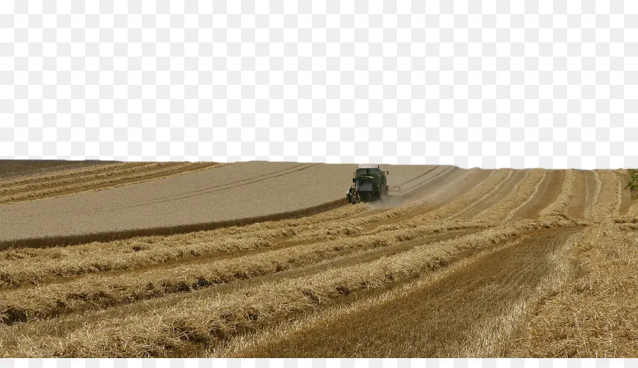 пшеницы，сельское хозяйство PNG