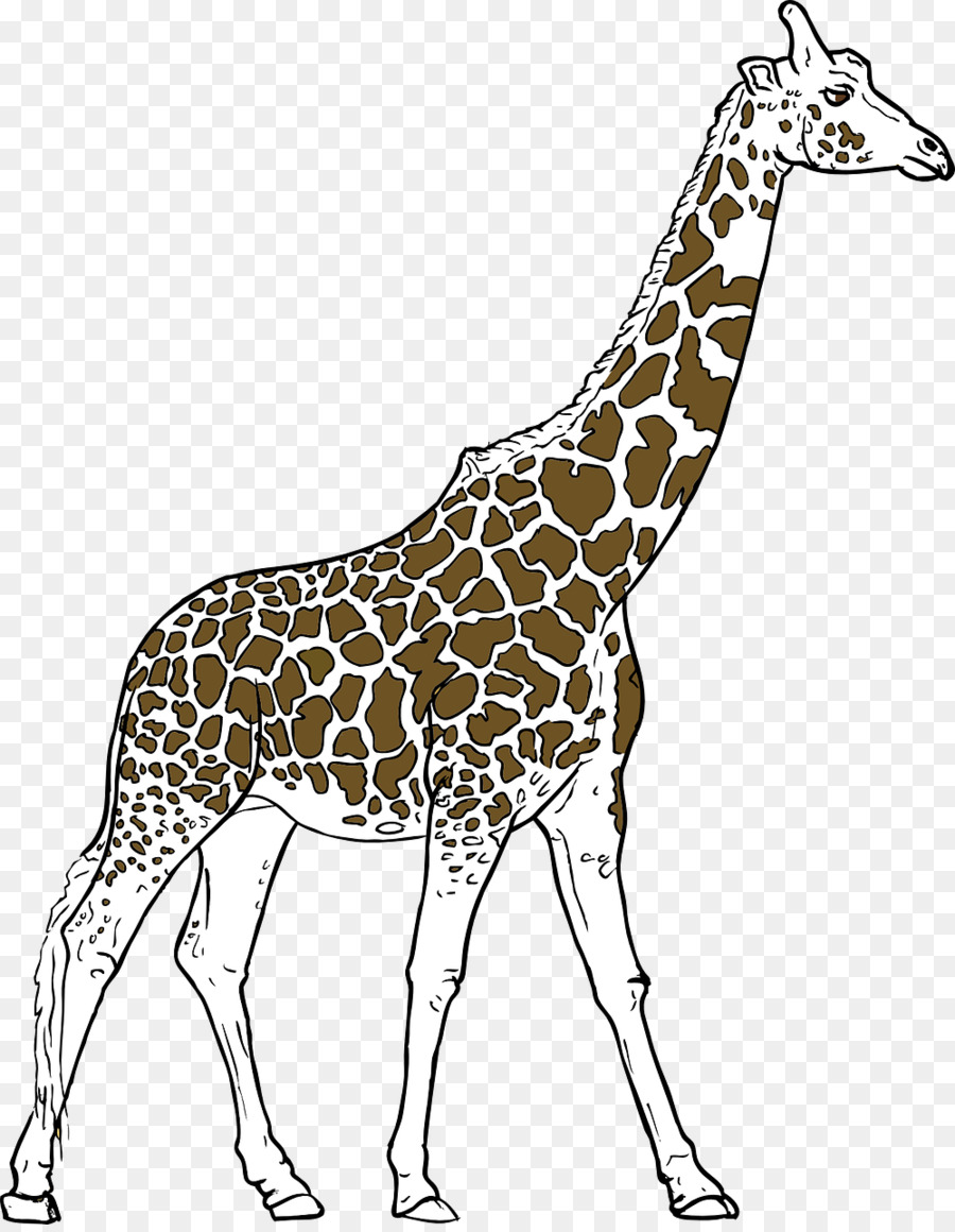 жираф，вы авин жирафа PNG