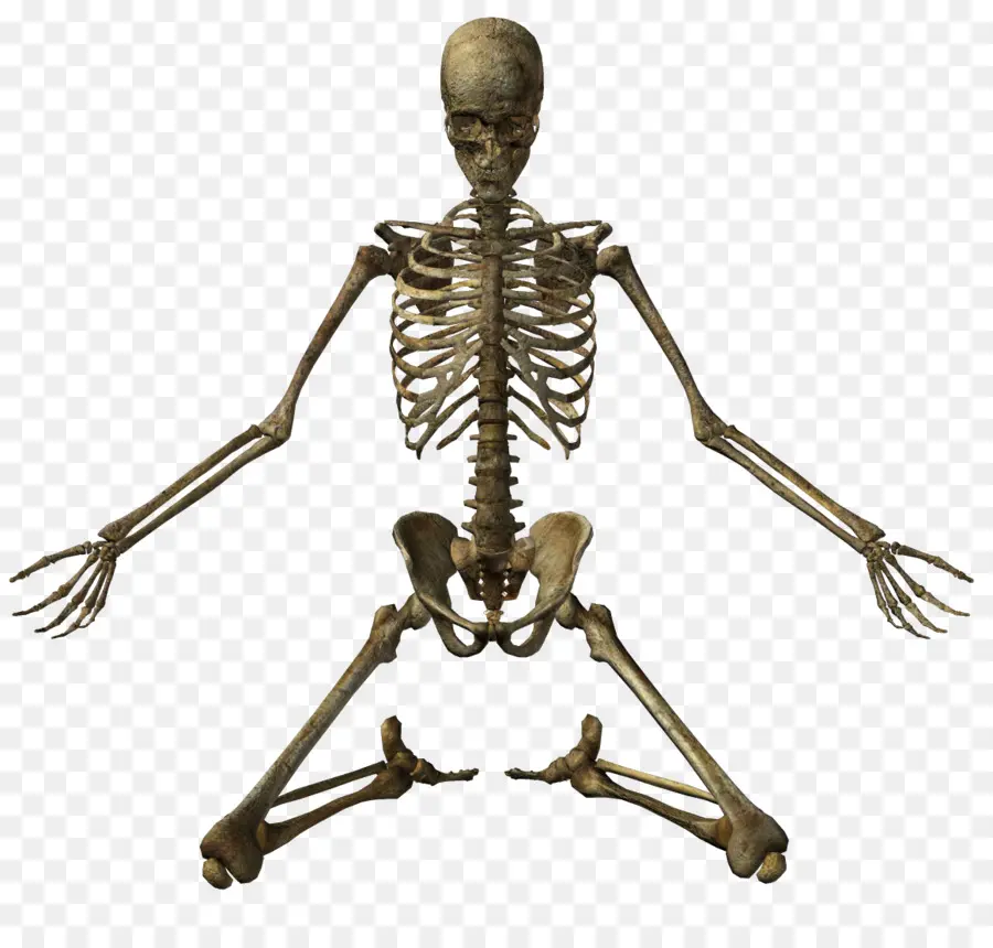 скелет，кость PNG