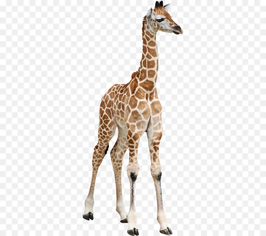 сетчатый жираф，теленок PNG