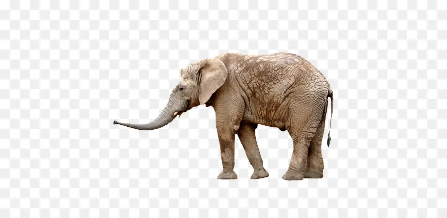 африканский слон，антилопа PNG