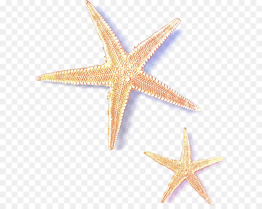 морская звезда，морские беспозвоночные PNG