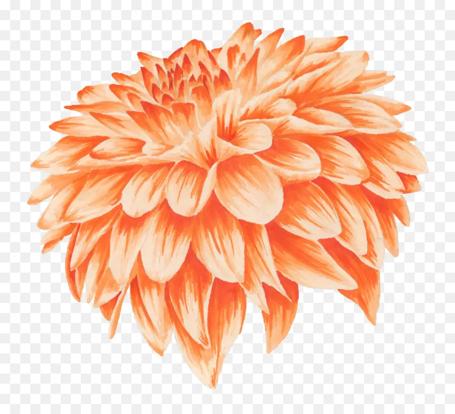оранжевый，цветок PNG