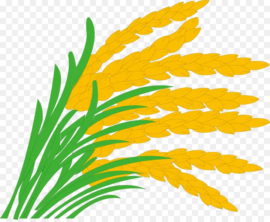рис，рисовом поле PNG