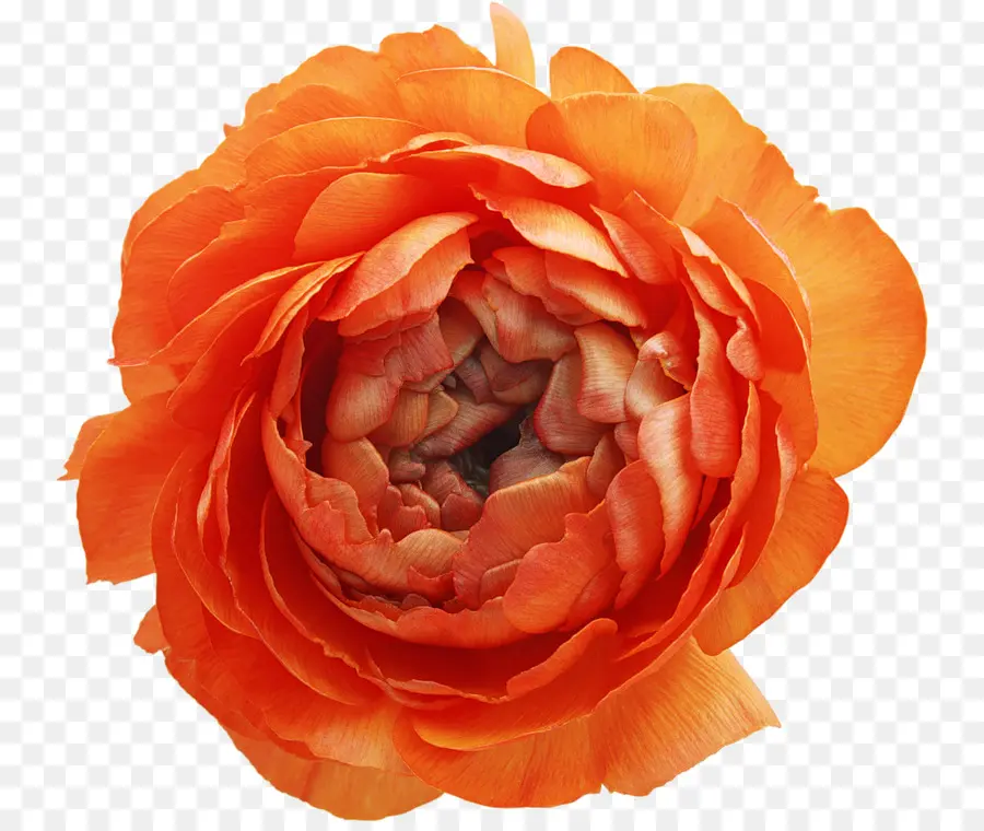 роза китайская，цветок PNG