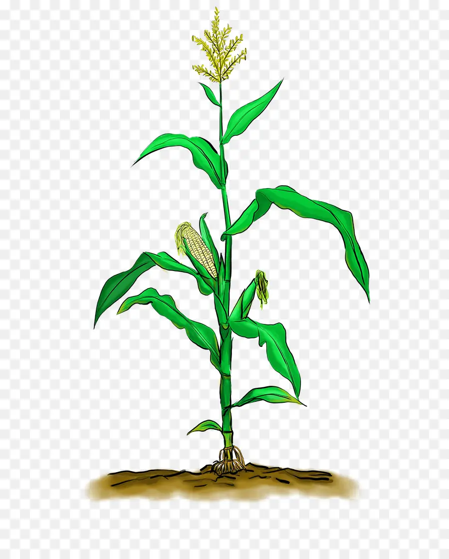 кукурузы，мультфильм PNG