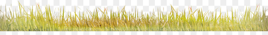 зеленый，трава семейства PNG