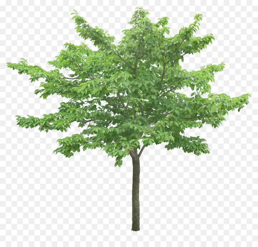 дерево，гинкго билоба PNG