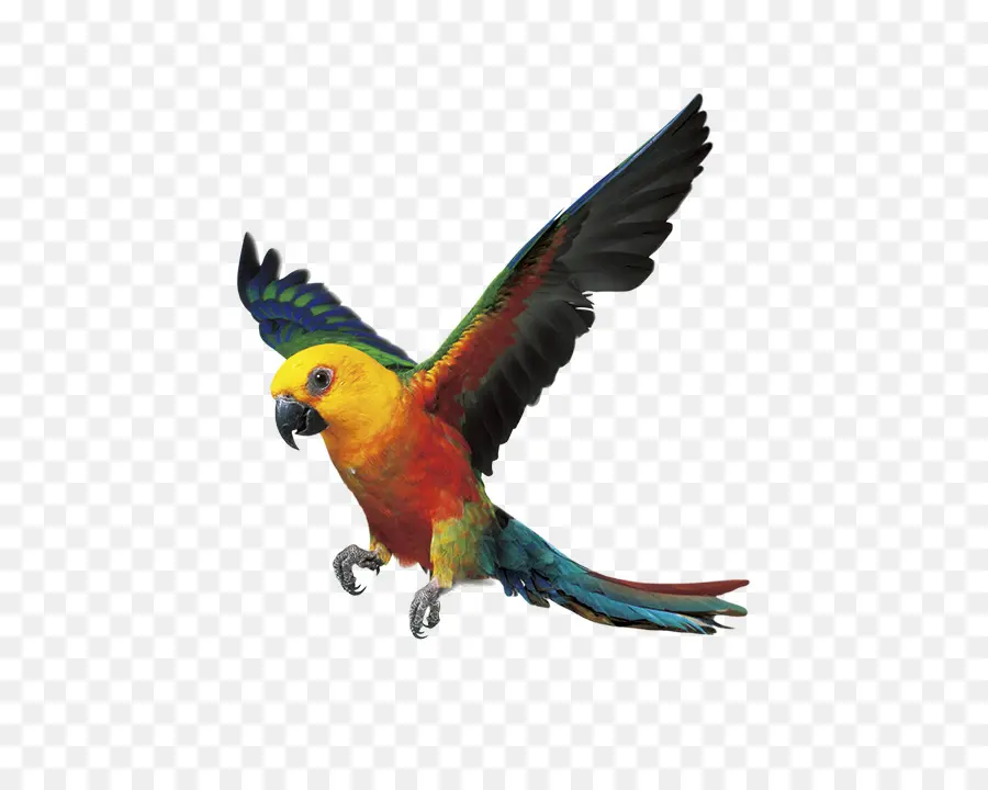попугай，птица PNG