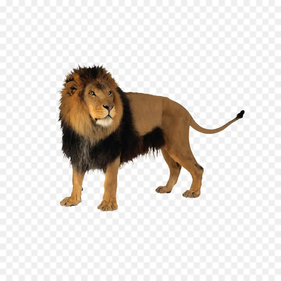 Лев，кошка PNG