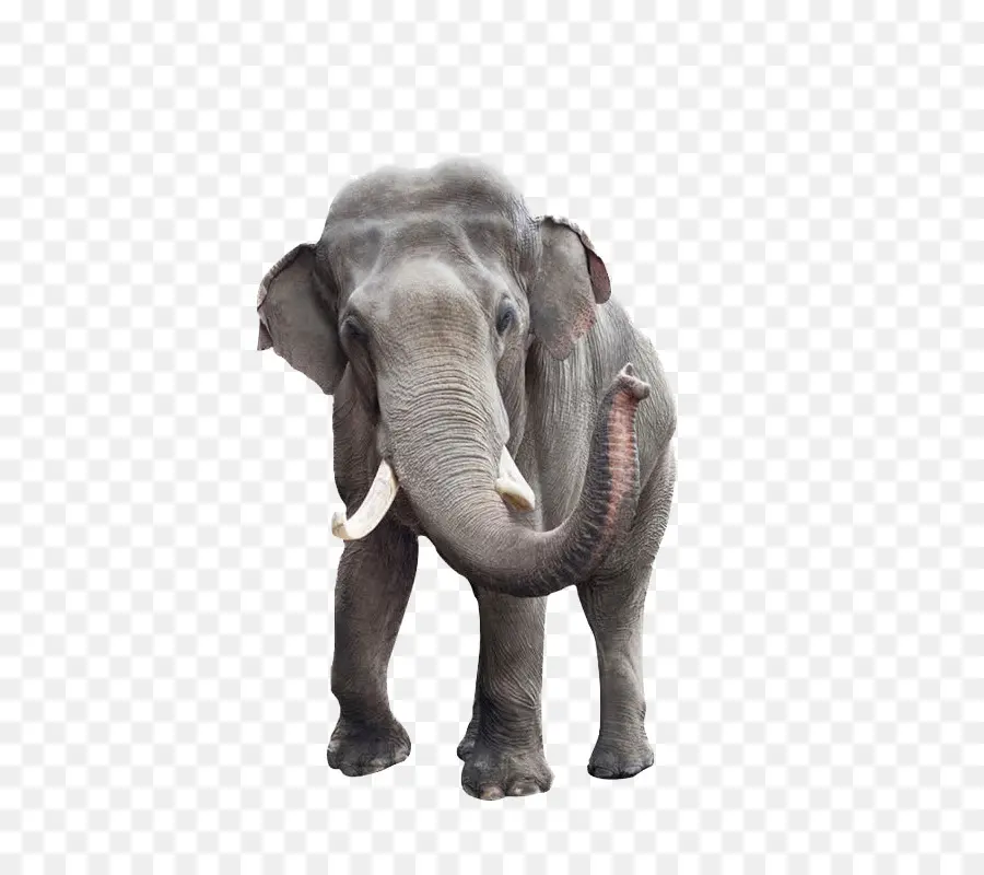 африканский слон Буша，индийский слон PNG