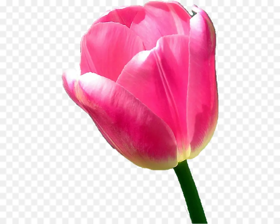 тюльпан，цветок PNG