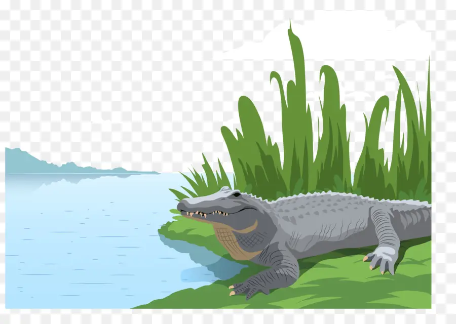 Аллигатор，крокодил PNG
