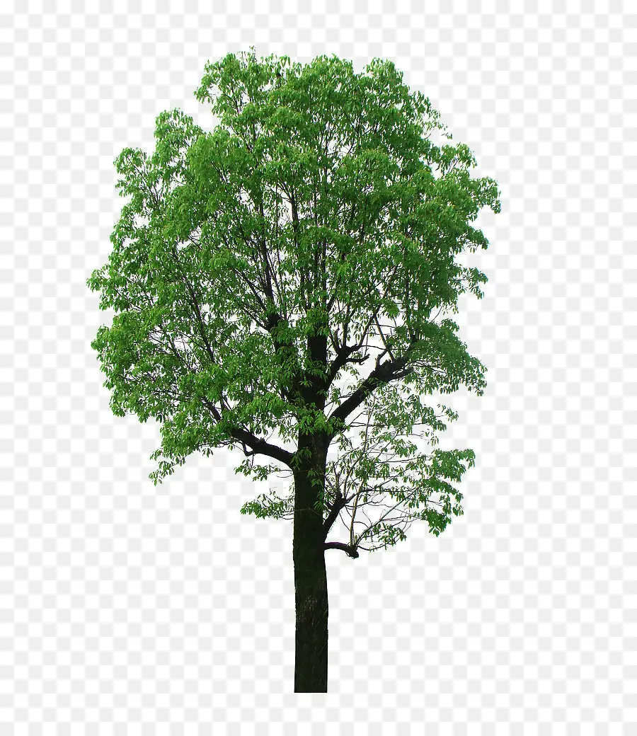 камфорное дерево，дерево PNG