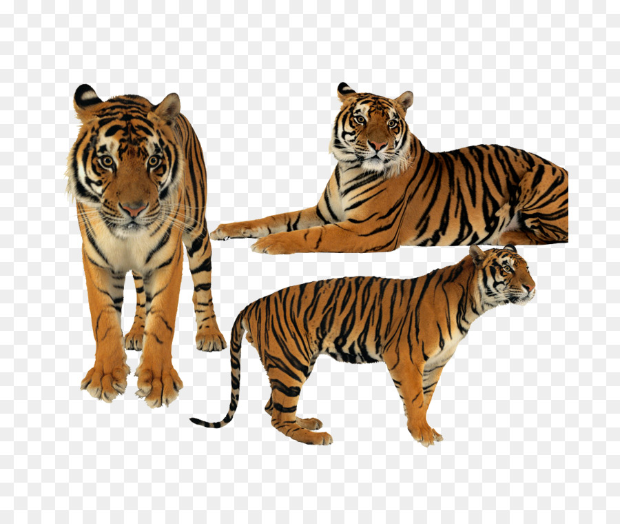 тигр，инкапсулированный Postscript PNG
