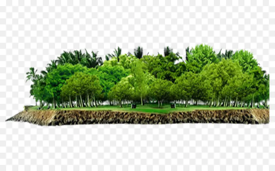 дерево，растительность PNG